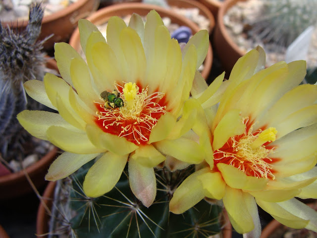 DSC03791.JPG