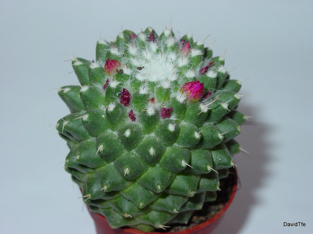 DSC03842.JPG