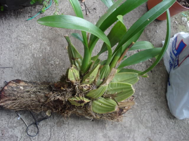 DSC03878.jpg