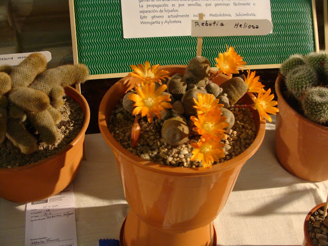 DSC03882.JPG