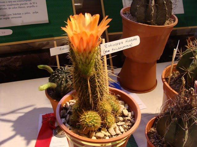 DSC03895.JPG