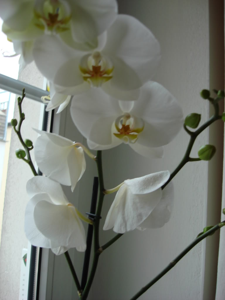 DSC03928.jpg