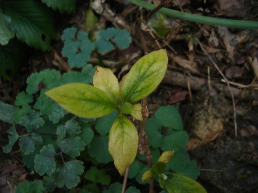 DSC03950-1.jpg