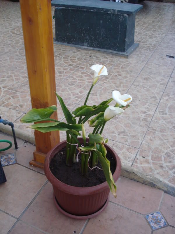 DSC03950.jpg