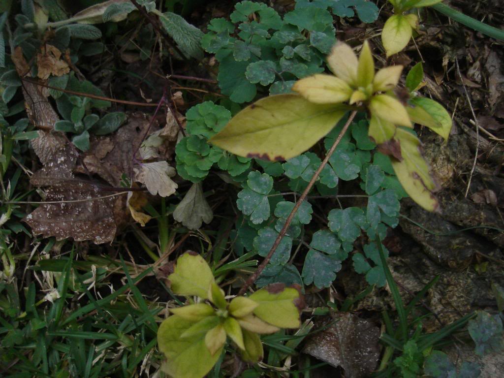 DSC03951-1.jpg