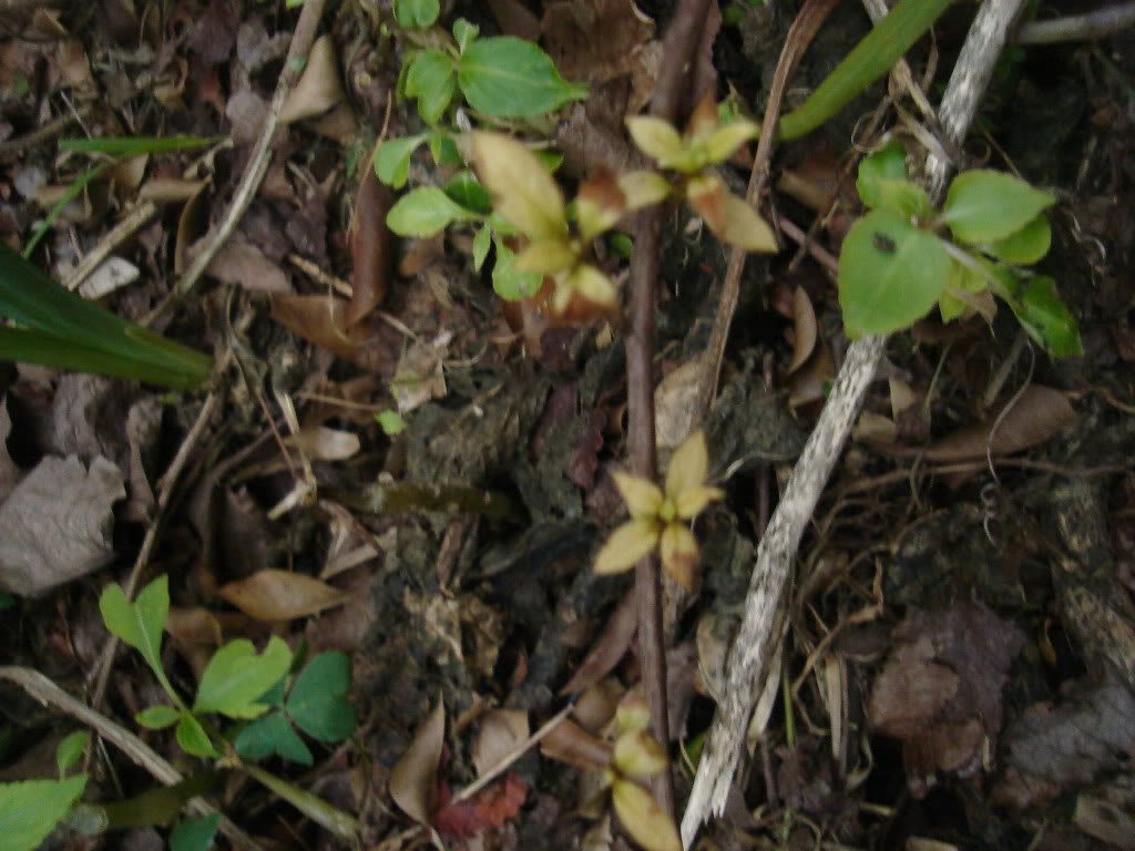 DSC03954-1.jpg