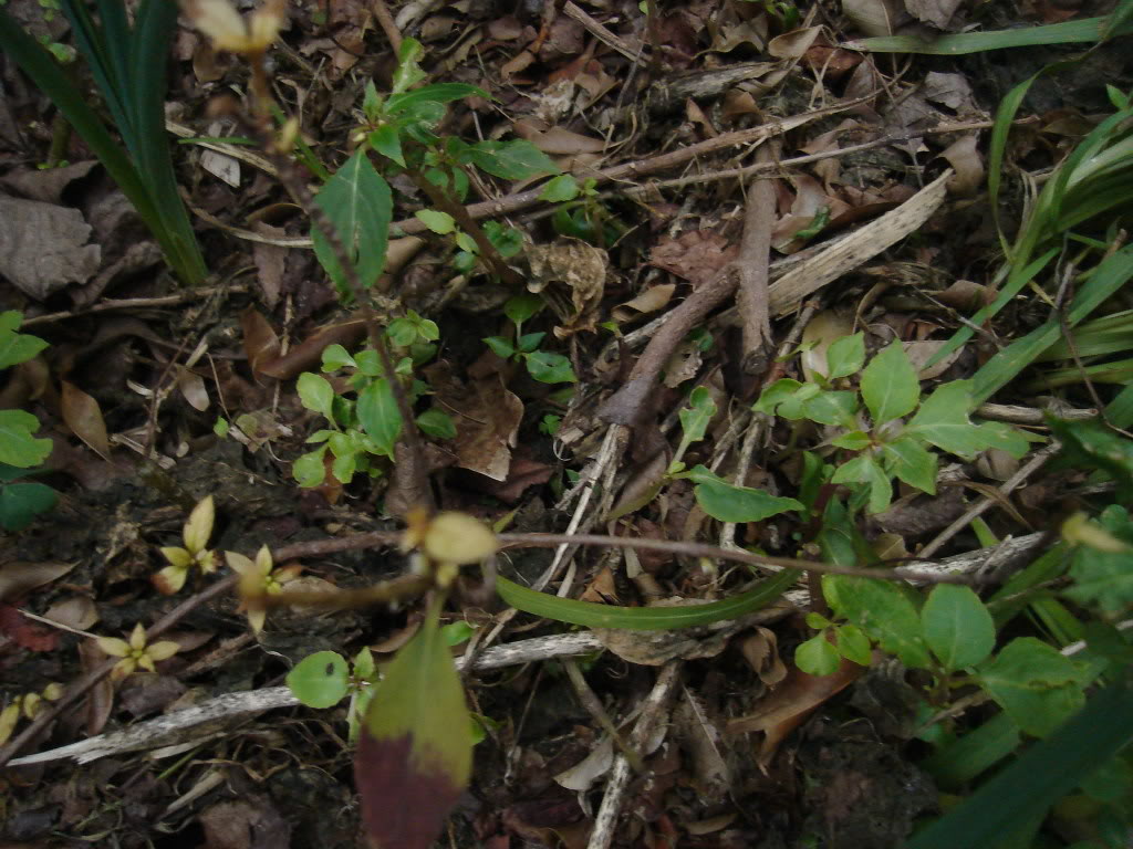 DSC03955-1.jpg