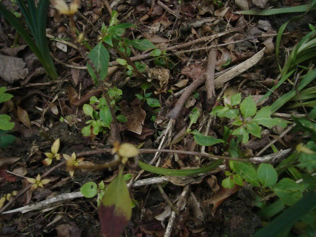 DSC03955-2.jpg