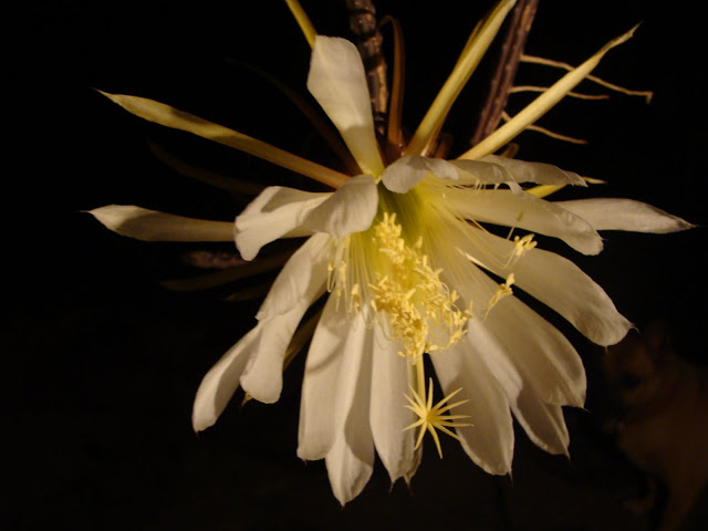DSC03980.JPG