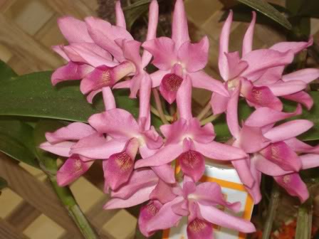 DSC03990.jpg