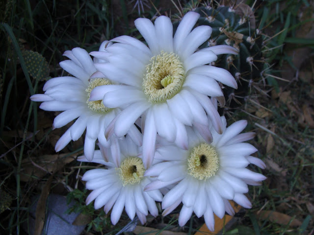 DSC04033.JPG