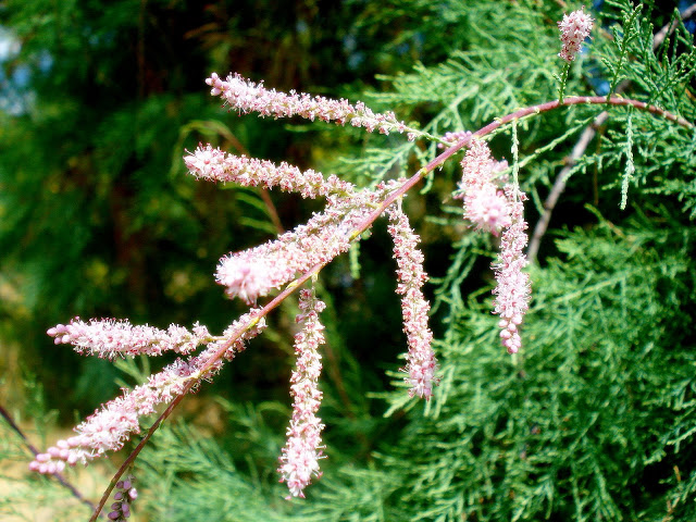 DSC04034.JPG