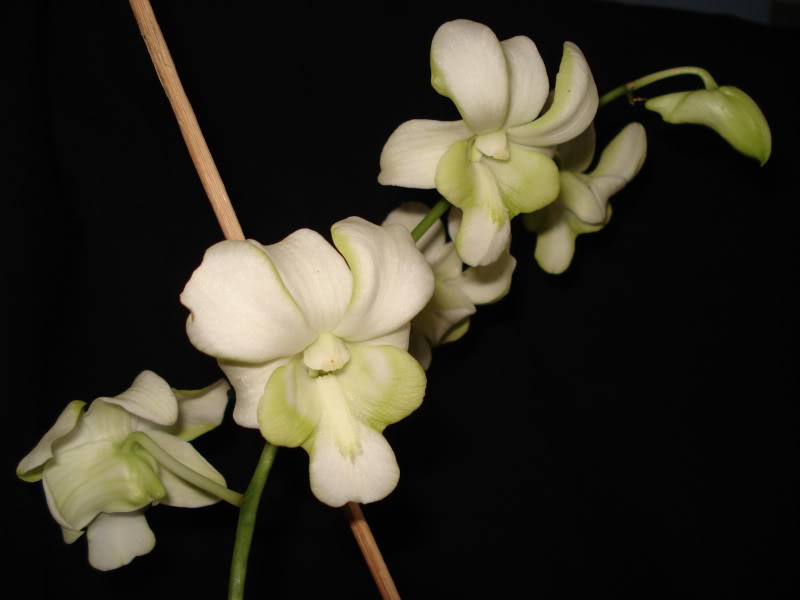 DSC04042.jpg