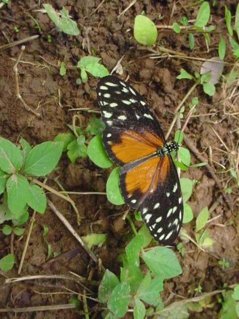 DSC04062.jpg