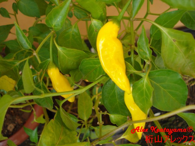 DSC04068.jpg