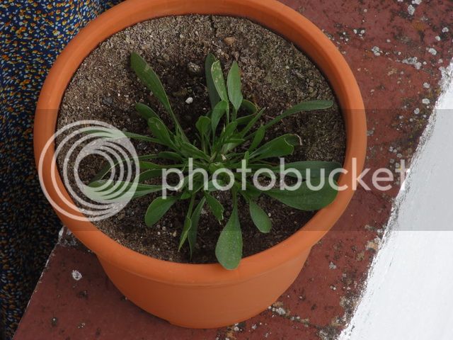 DSC04132_resize_zps8cb0362f.jpg