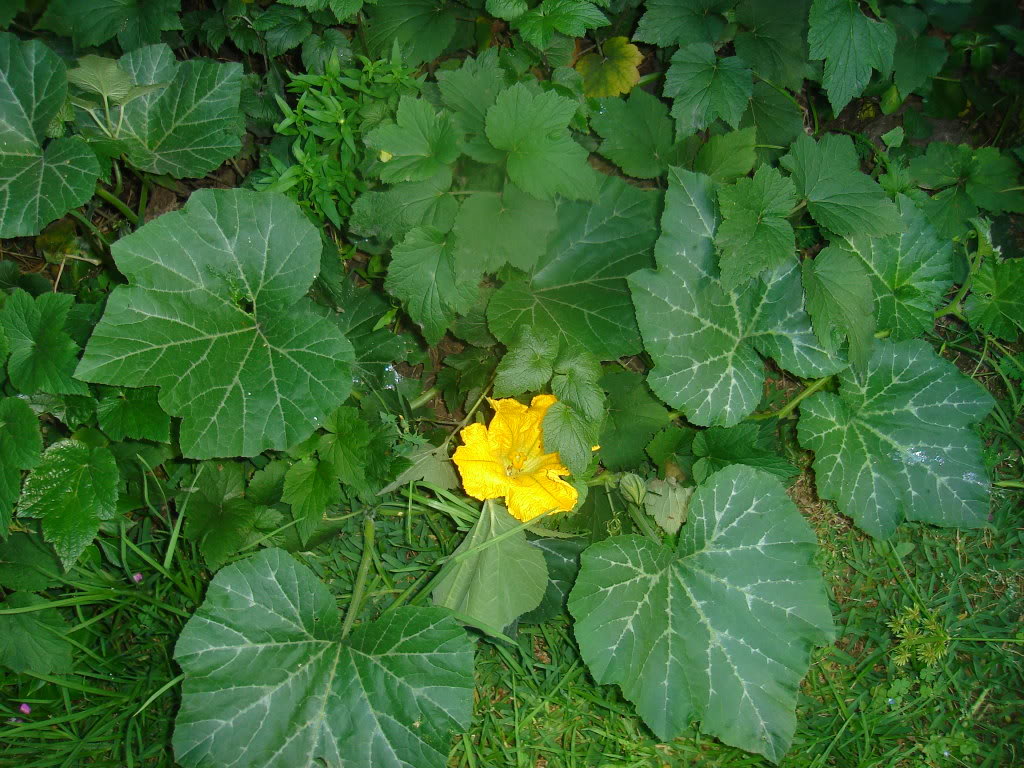 DSC04138.jpg