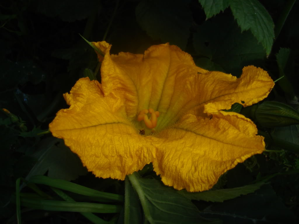 DSC04139.jpg
