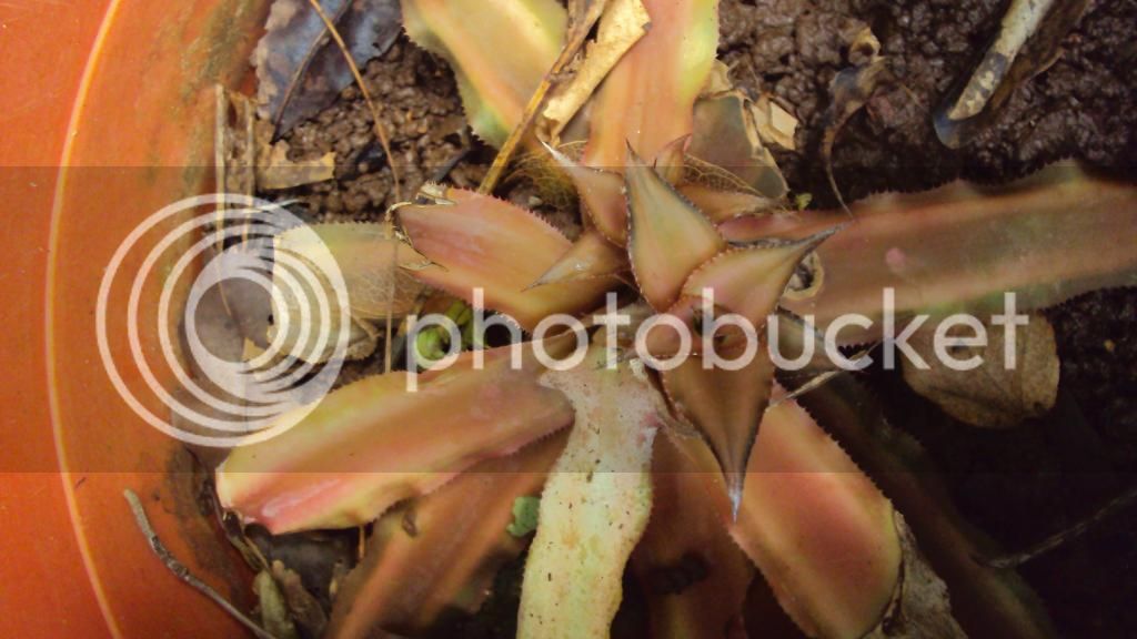 DSC04159_zpsbeb2a0f0.jpg