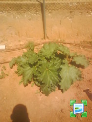dsc0416115.jpg