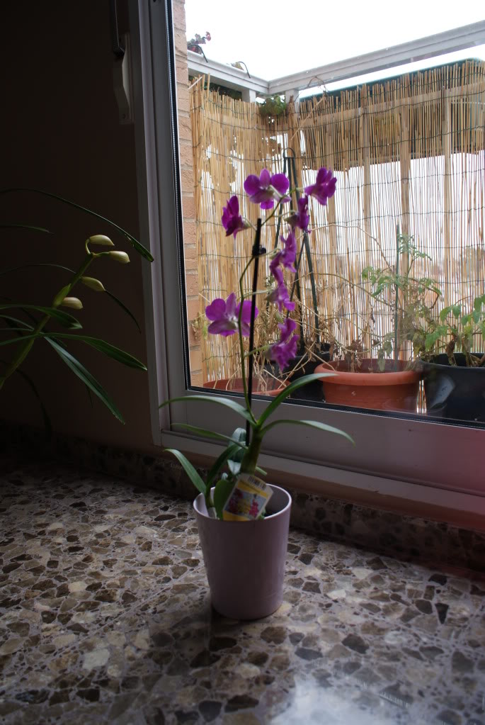 DSC04175.jpg