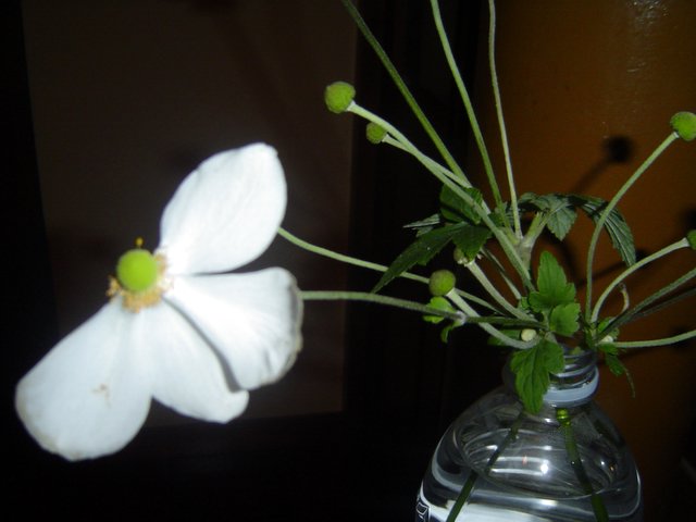 DSC04199.JPG