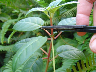 dsc042111zr5%5B1%5D.jpg