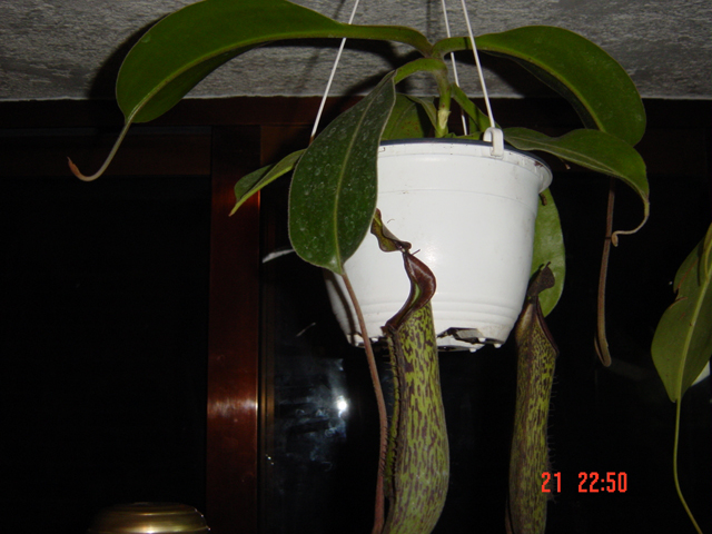DSC04215.JPG