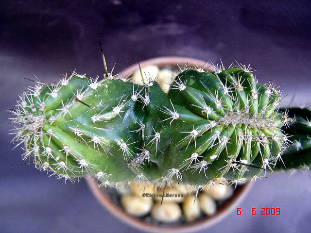 DSC04217.jpg