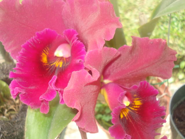 DSC04228.jpg