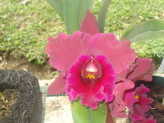 DSC04230.jpg