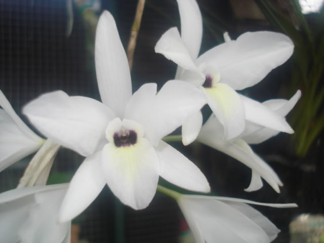 DSC04233.jpg