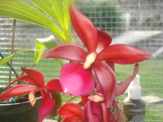 DSC04234.jpg