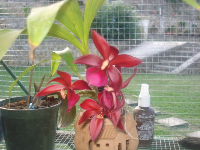 DSC04235.jpg