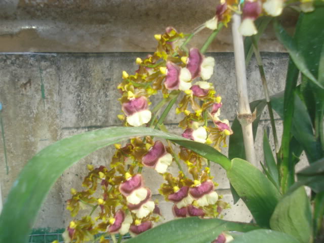 DSC04236.jpg