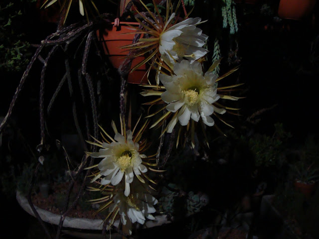 DSC04236.JPG