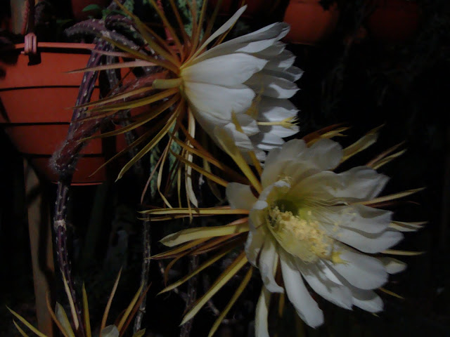 DSC04240.JPG