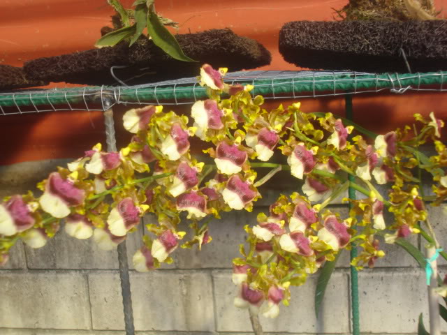 DSC04245.jpg