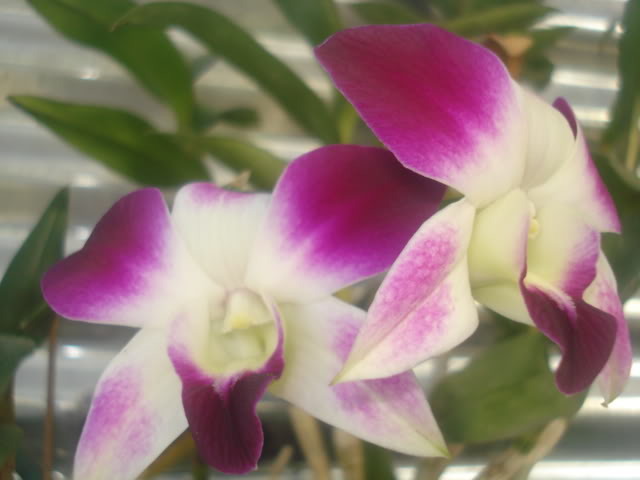 DSC04255.jpg