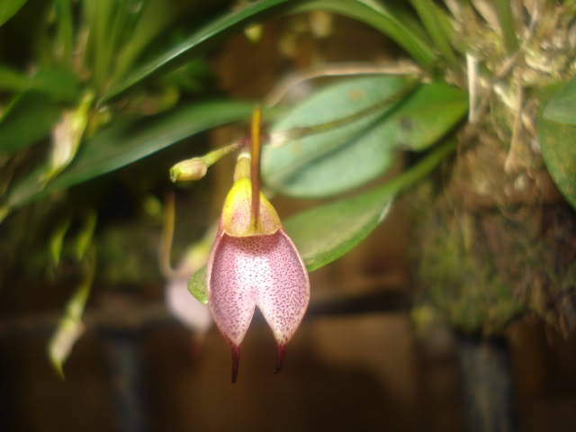 DSC04265.jpg