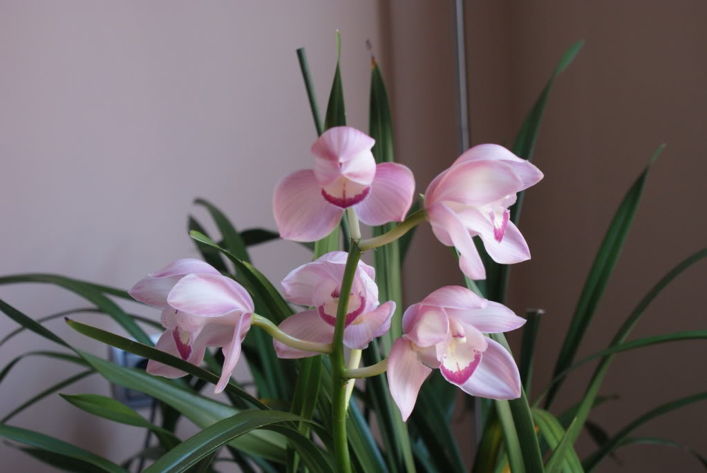 DSC04276.jpg