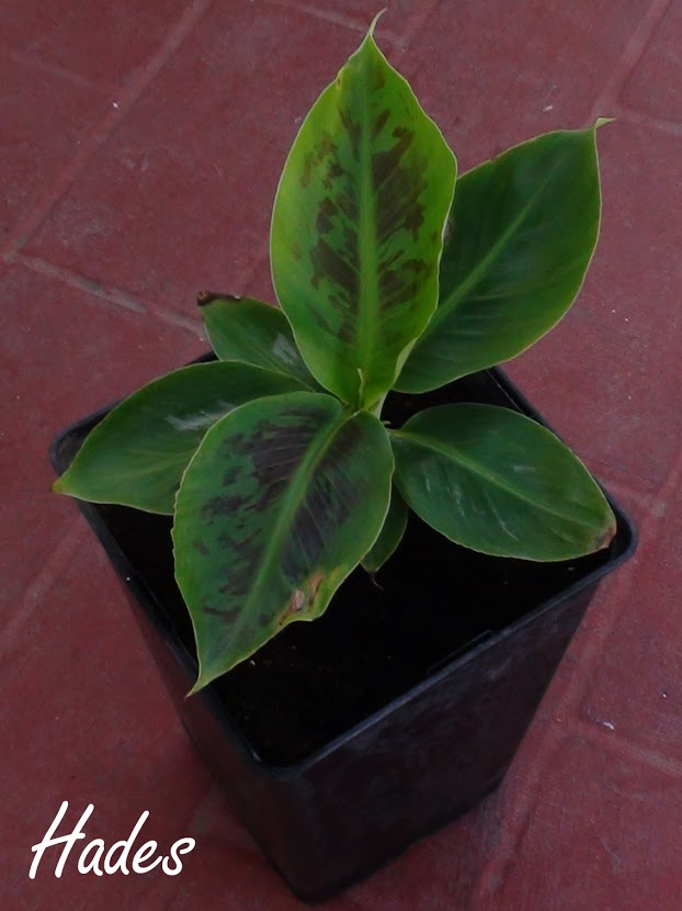 DSC04283+copia.jpg