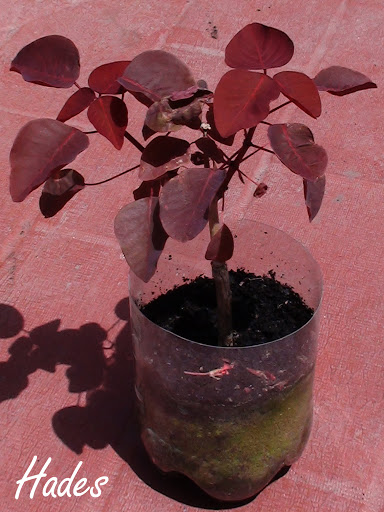 DSC04287.jpg