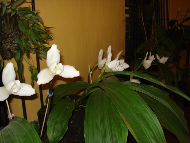 DSC04303.jpg