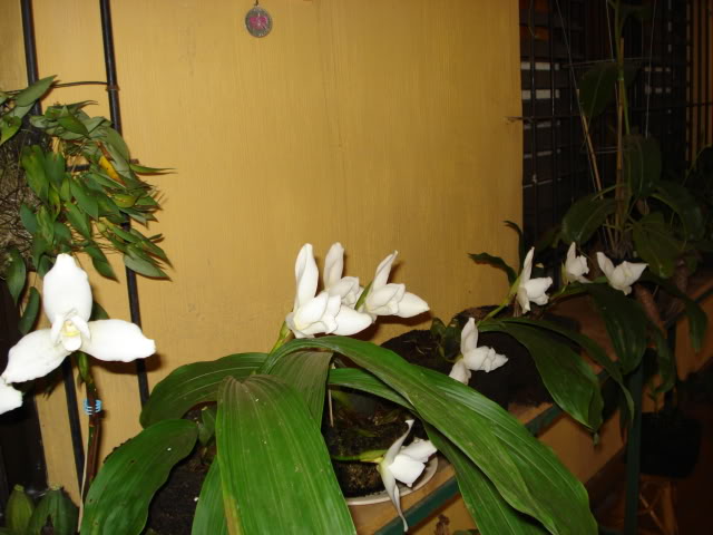 DSC04304.jpg