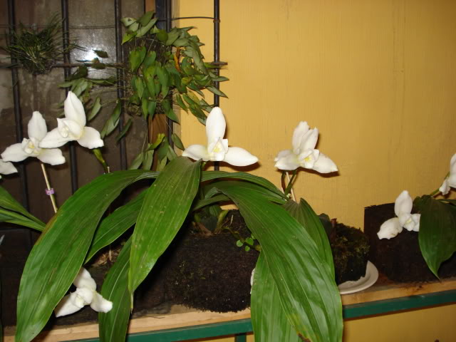 DSC04307.jpg