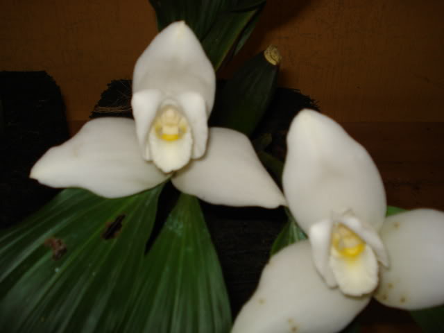 DSC04308.jpg