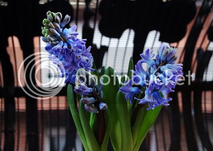 DSC04318_zps2db2kpg5.jpg