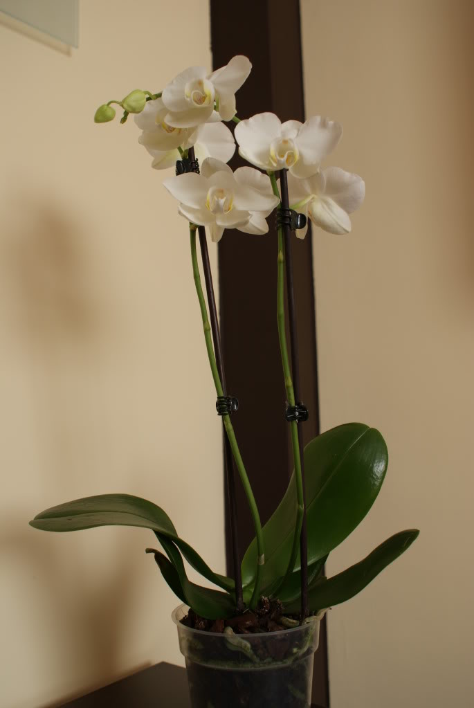 DSC04369.jpg