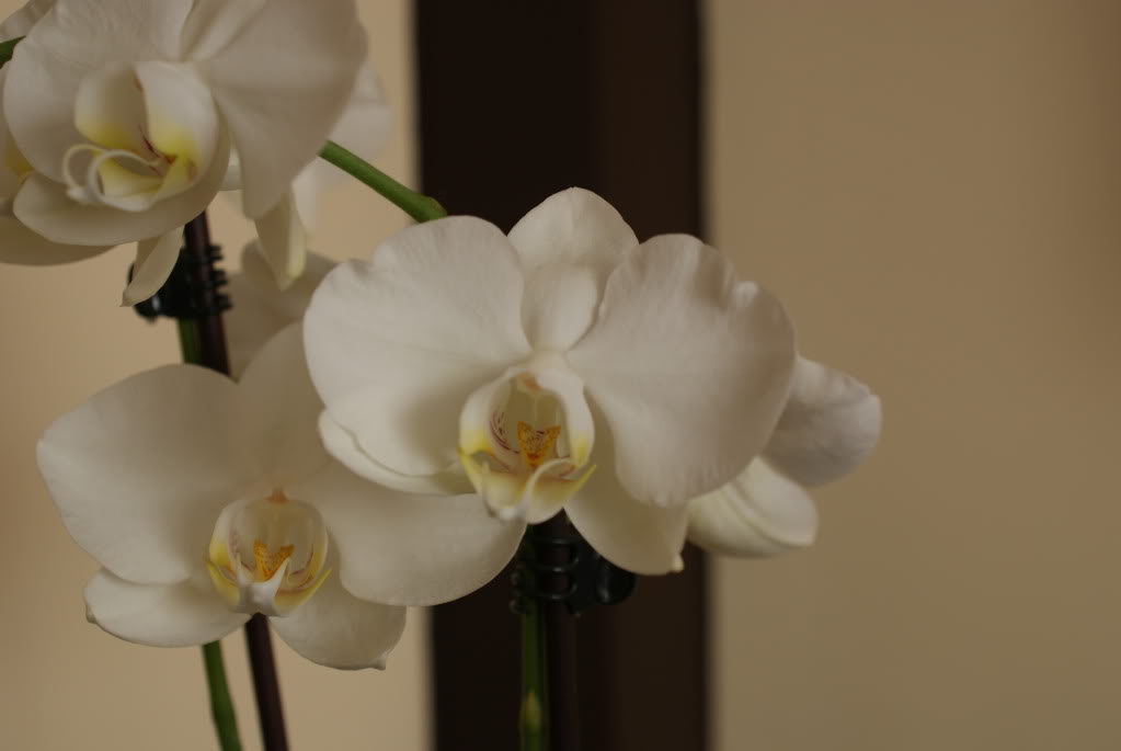 DSC04372.jpg